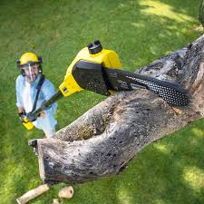 Reliable Floresville, TX Tree Removal and Landscaping Services Solutions